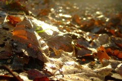 Nachhaltig-vintagefuechse